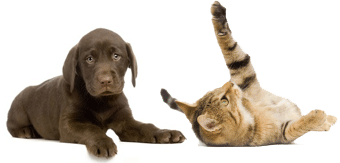 cat-dog-contact